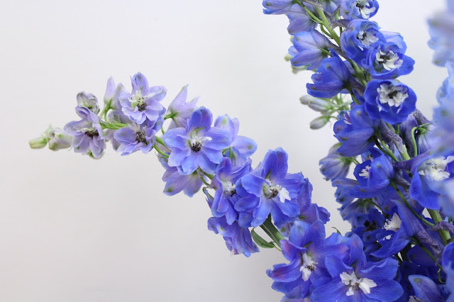 delphinium