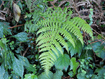 Blade of Henery's Monachosorum