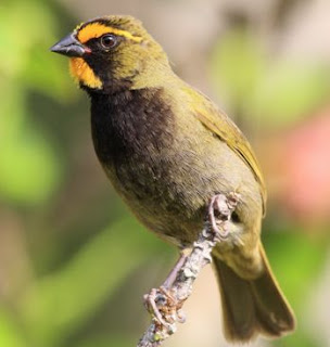 Suar burung Yellow-faced grassquit