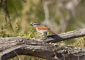 Black-crowned Tchagra - Souss Massa National Park, Morocco