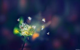  DANDELION FLIES