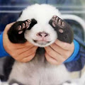 Filhote de Panda com os olhos fechados.