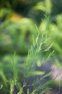 Selbstversorgung aus dem Garten - Grüner Spargel