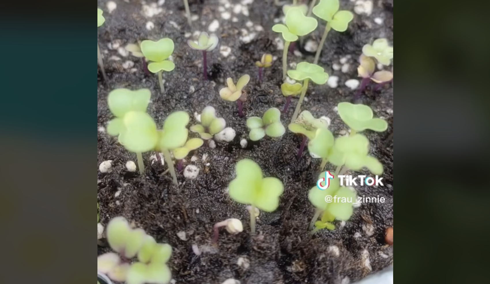 Watch how easy it is to grow microgreens