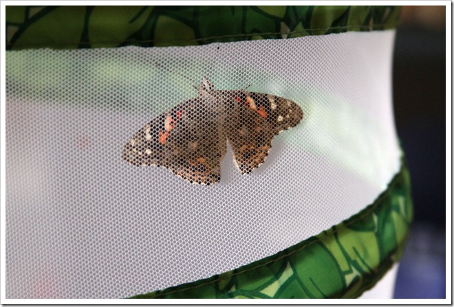 Brand-new-butterfly-2