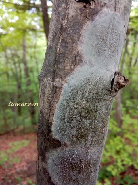 Клён ложнозибольдов (Acer pseudosieboldianum)