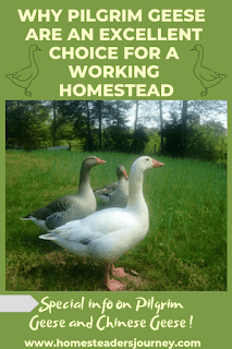 Pilgrim Geese! Why they are such an excellent choice for a small farm! Will they work for your farm? #pilgrimgeese #homesteader