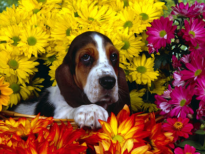 puppy wallpapers. Dogs And Puppies Wallpapers