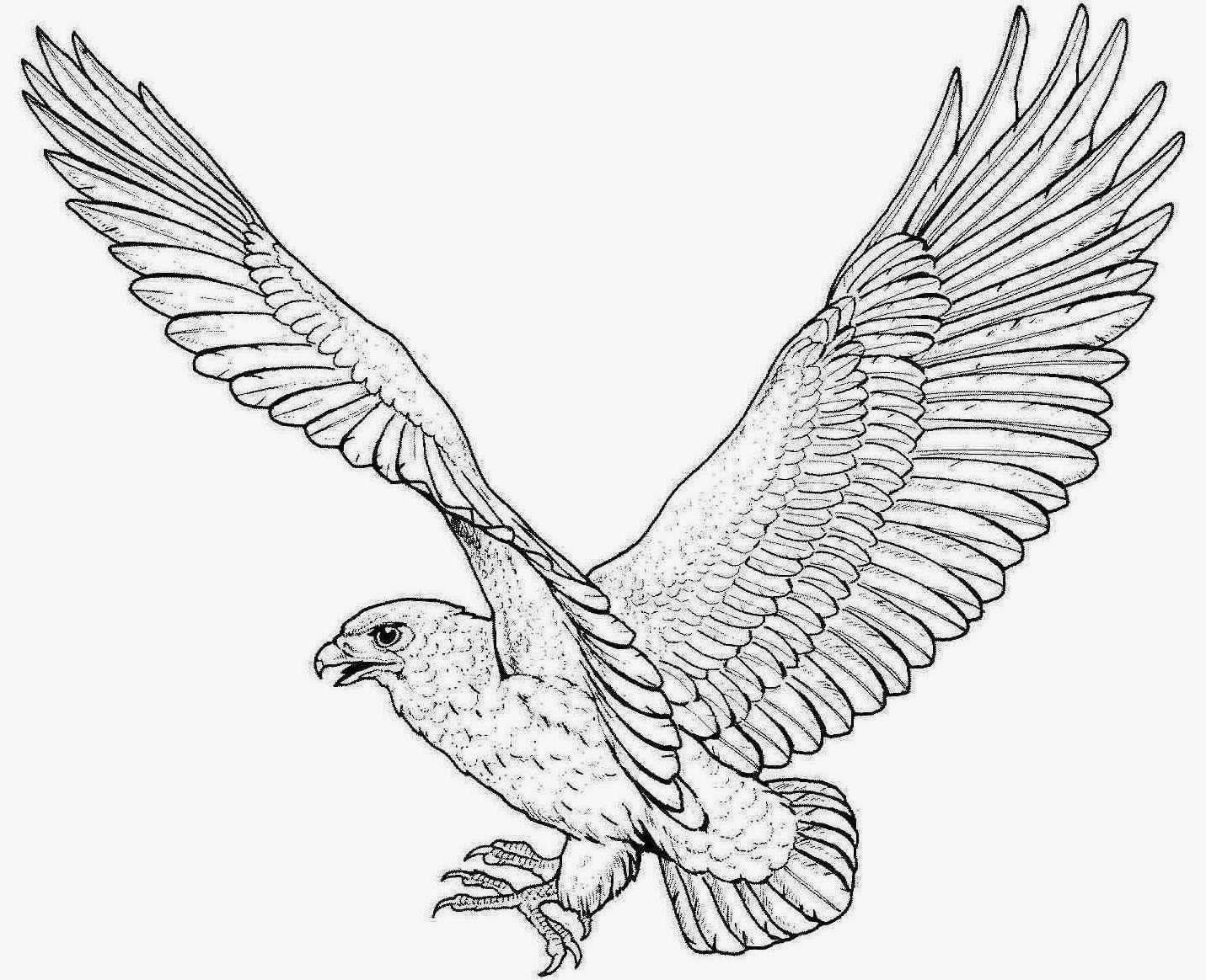 Download Colour Drawing Free Wallpaper: Eagle Coloring Drawing Free ...