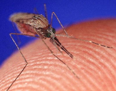 The mosquitoes tested positive for Eastern equine encephalitis (EEE), 