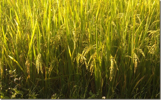 Rice consumption is reported very sluggish.
