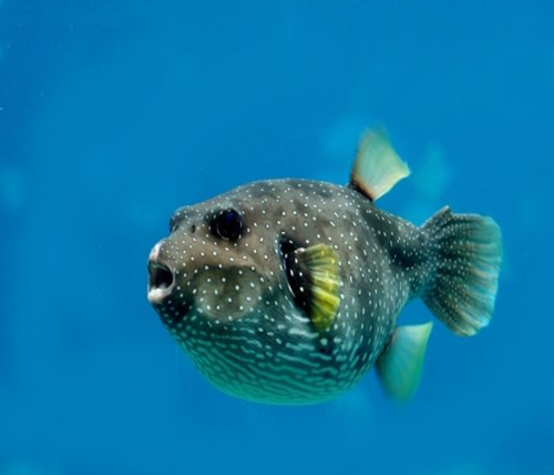 Erek Erek Ikan Buntal 2D 3D 4D Menurut Buku Mimpi Erek Erek