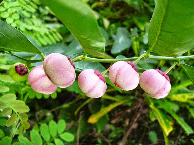 Fruits of Sweet Leaf - Japan Batu or Katuk