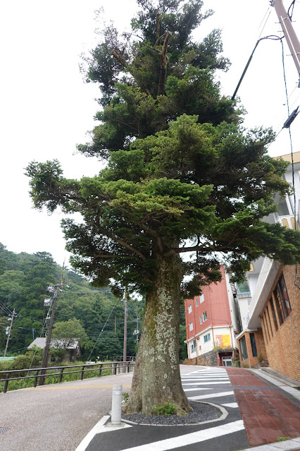 鳥取県西伯郡大山町大山　もみの木通り