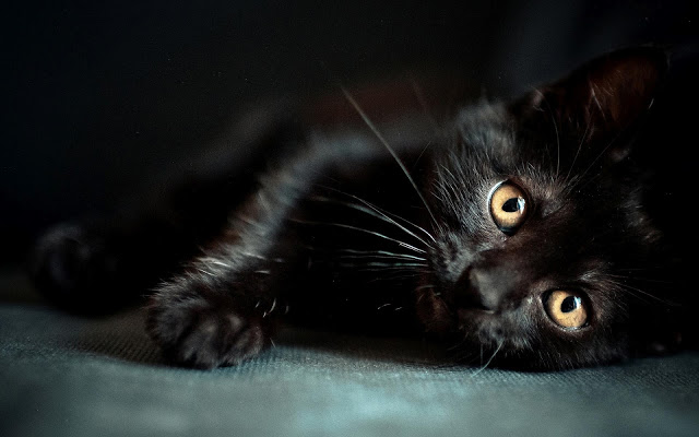 Cute Black Cat Wallpaper