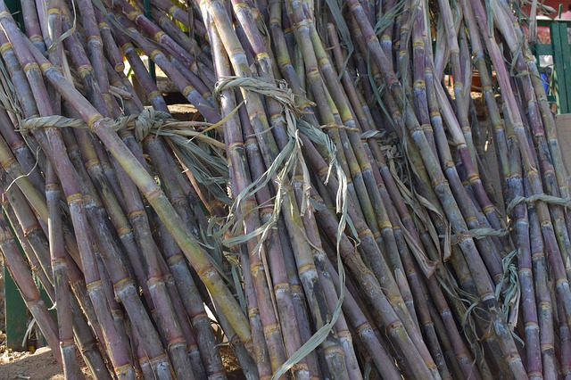 Sugar cane