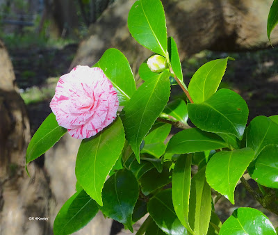 camellia