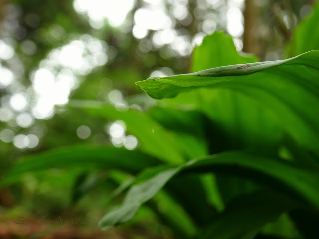 Calanthe discolor