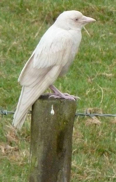 Albino Bird