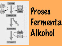 Proses Fermentasi Alkohol Disertai Gambar dan Penjelasan