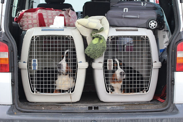 Travelling With Your Fur Kids – Tips For Keeping Them Safe #Pets #ImperialAuto