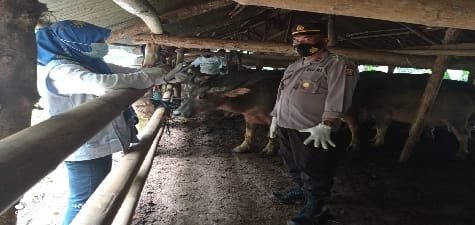 Vaksin Terhadap Ternak Kerbau Dilakukan Dinas Peternakan Pandeglang Bersama Kapolsek Saketi Polres Pandeglang