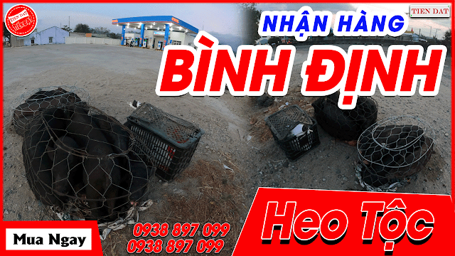 Heo tộc thịt, heo đồng bào thịt, heo đen thịt GIAO ĐẾN QUÁN nhà hàng BÌNH ĐỊNH