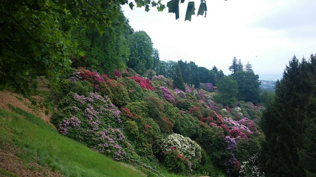 Parco Burcina CONCA DEI RODODENDRI