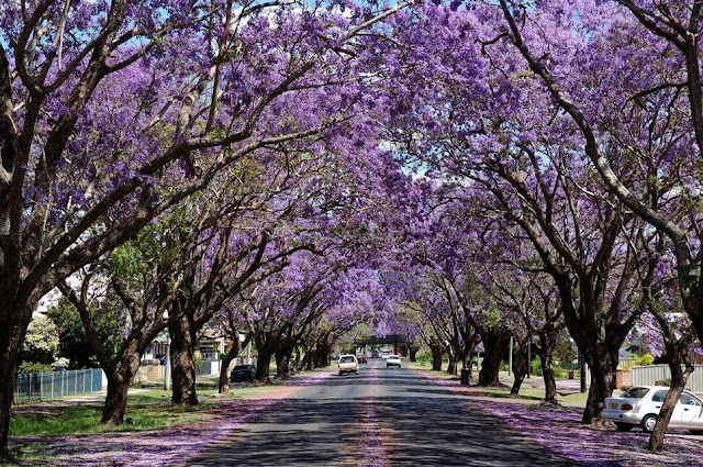 Jacarandas Tree Tunnel, South Africa