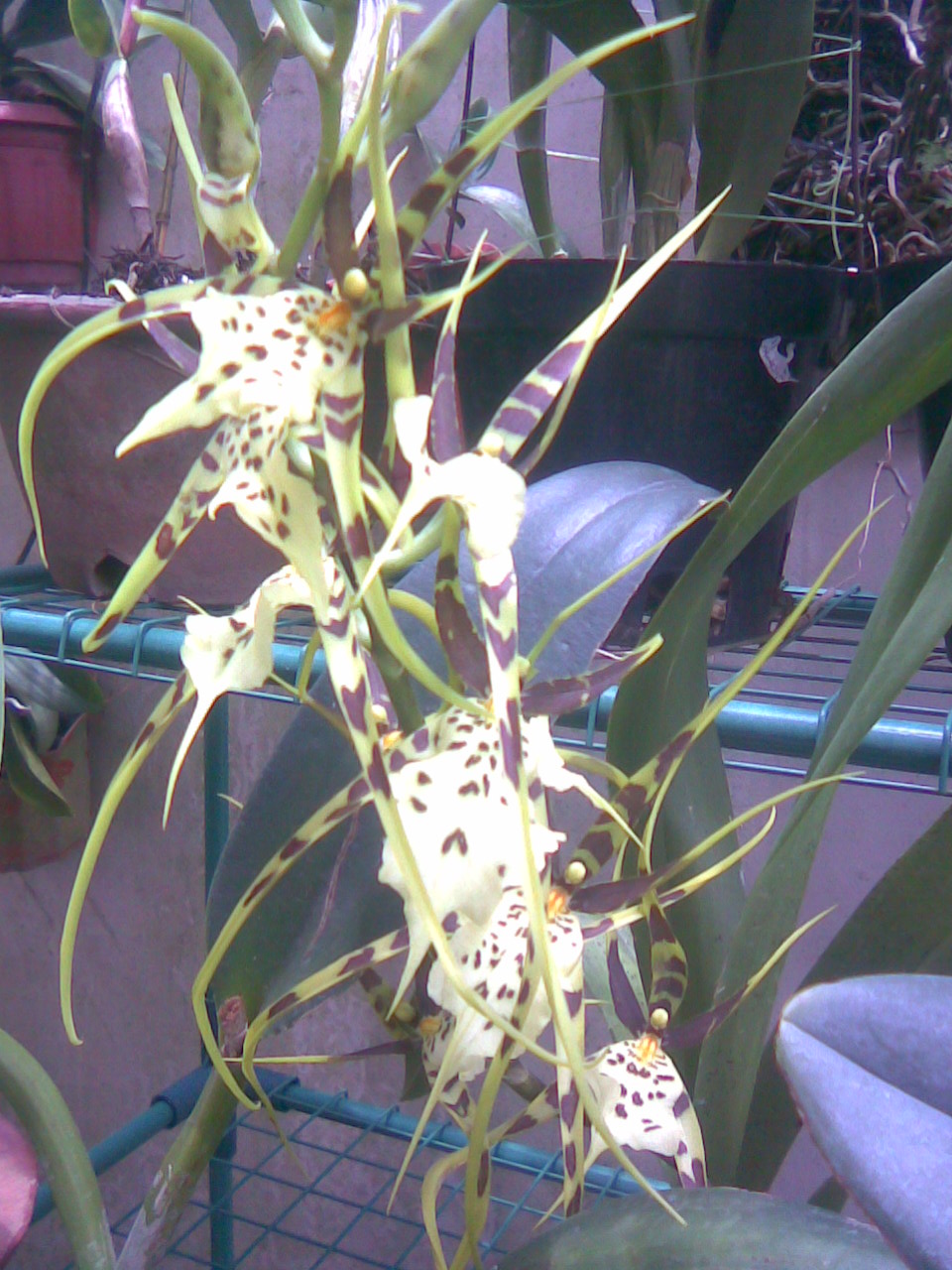 Ika Nursery Anggrek  Cymbidium Anggrek  dendrobium Species 