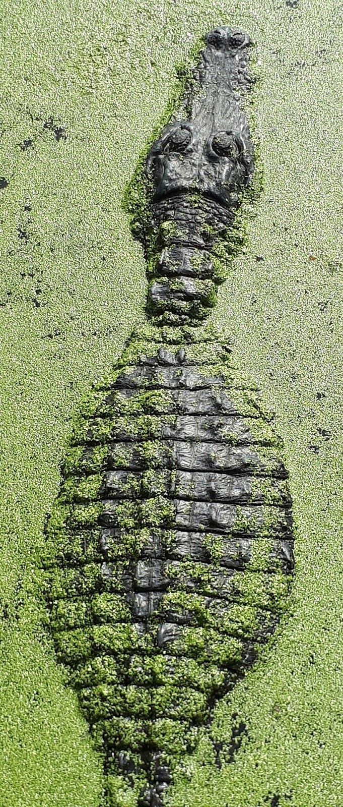 A well-camouflaged crocodile.