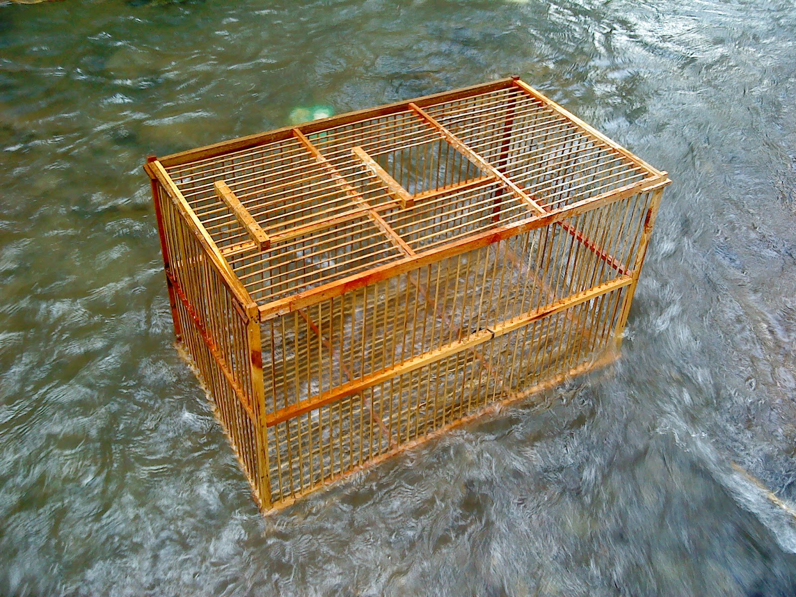 Membersihkan kandang anakan ayam bangkok