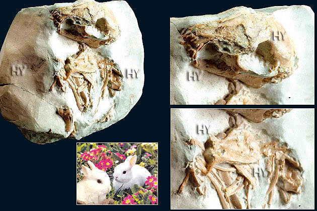 teoria de la evolucion. la Teoría de la Evolución