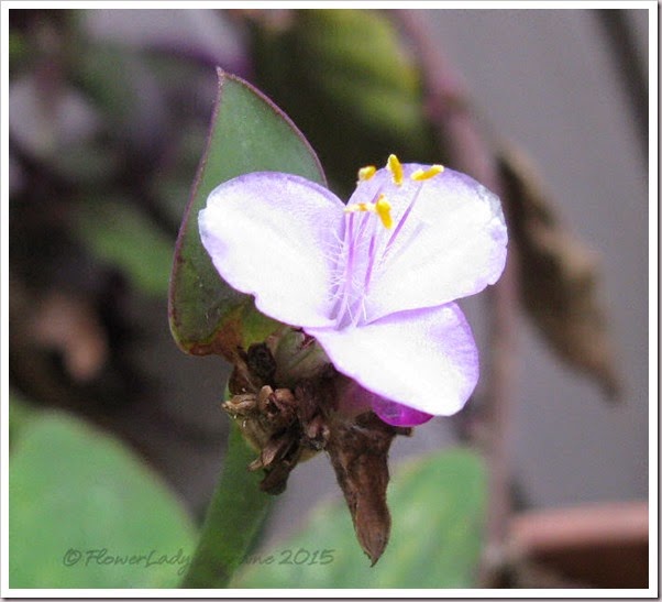 05-06-wandering-jew