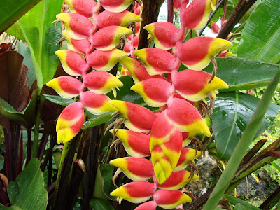 Heliconia Flowers