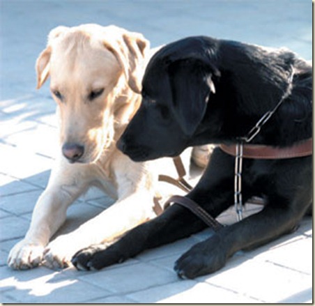 nombres de perros2