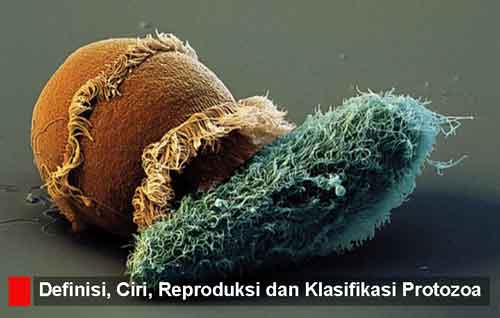 Protozoa: Pengertian, 12 Ciri, Reproduksi, Klasifikasi dan 