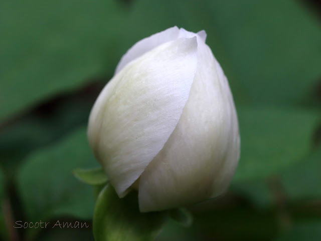 Paeonia japonica