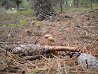 funghi in pineta