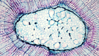 How were the first cells formed on Earth?