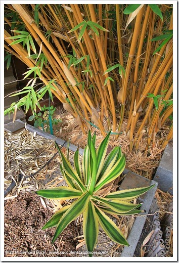 140625_Agave-lophantha-Quadricolor_001