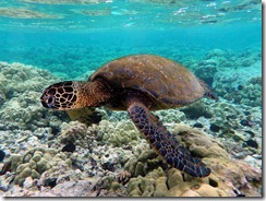 Green sea Turtle