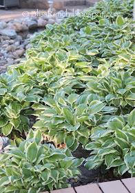 Hostas Bliss-Ranch.com