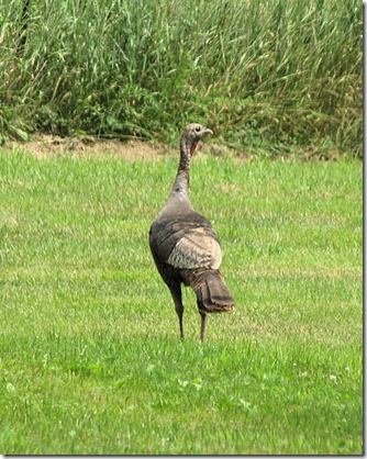 Wild turkey