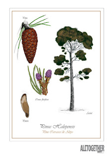 Ilustración botánica arboles pino halepensis