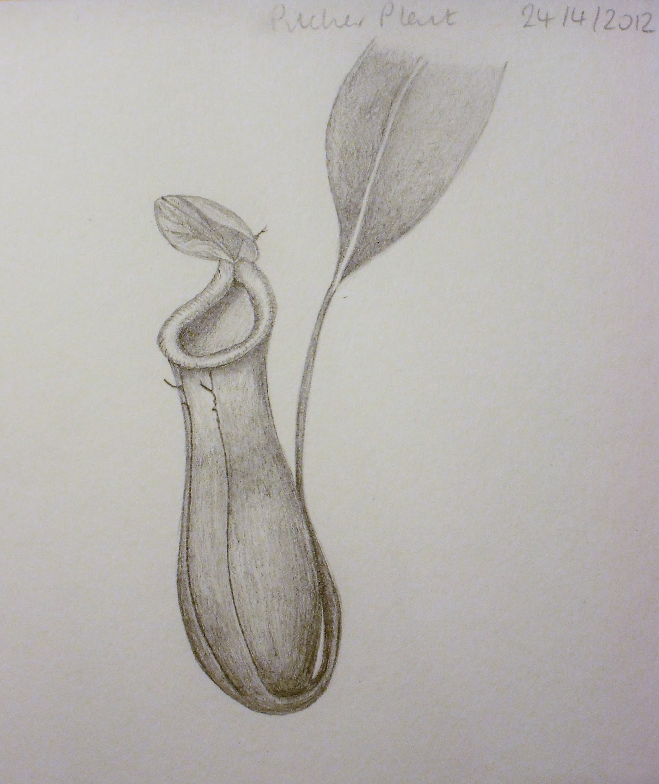  Drawings  of Botanical Things Pitcher  plant  Nepenthes