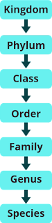 If we arrange the subgroups from general to specific it will be : KIngdom, Phylum, calss, Order, Family, Genus, Species.