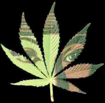 Indica