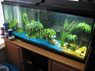 Pictures of Fish Tanks Decorated