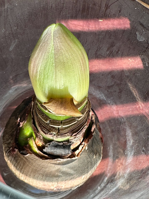 Green flower bud showing a few reddish streaks above a brown bulb in a glass vase